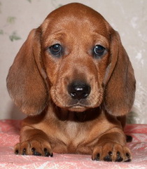 БОГДАНА ОТ МАРИНЫ КУРАНОВОЙ