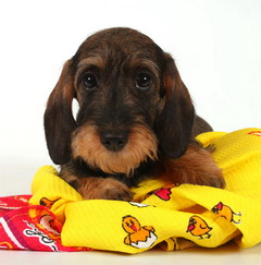 ДИЛАЙЛА ОТ МАРИНЫ КУРАНОВОЙ